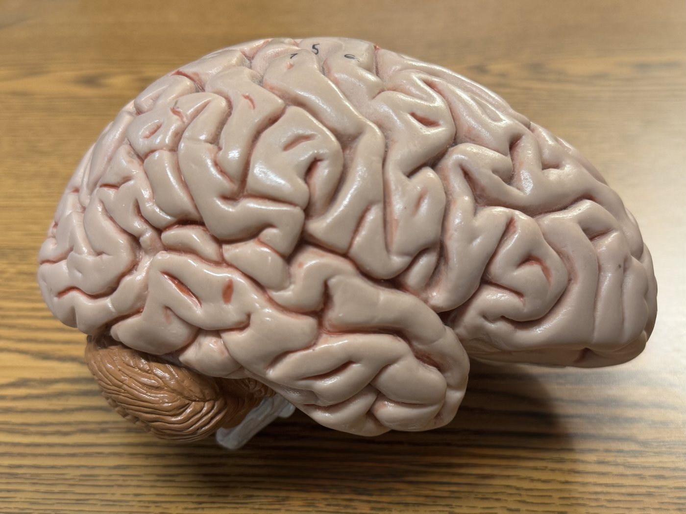 An anatomical model of a human brain on a wooden desk